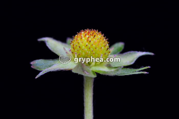 Fraisier des bois (Fragaria vesca) - Jeune fraise des bois - gryphea.com